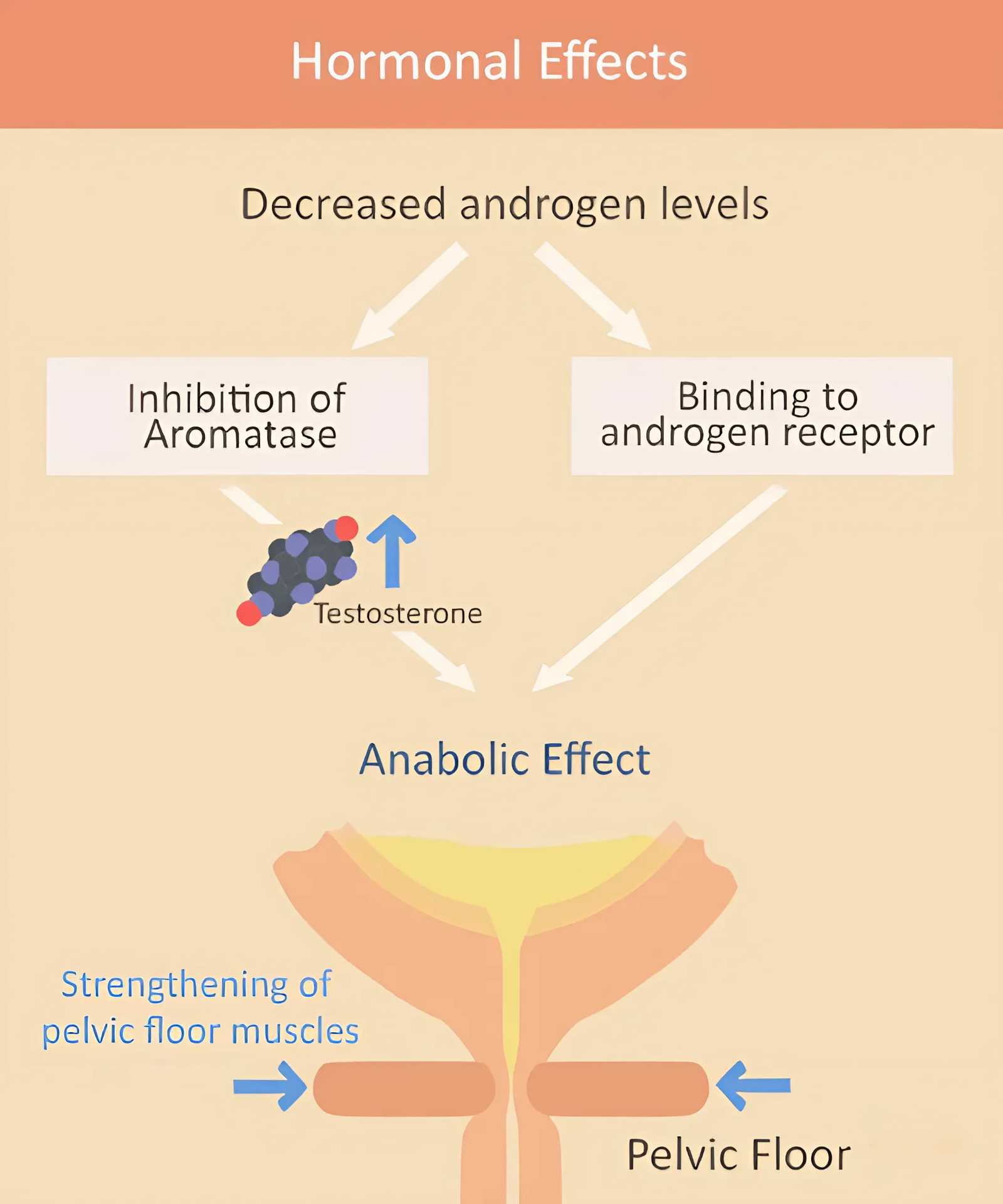 FloTrol mode of action diagram (pelvic floor support and hormone pathway)